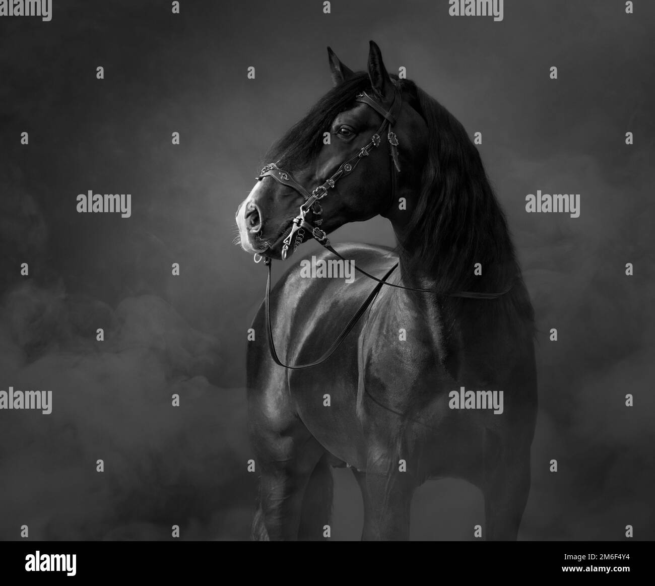 Portrait noir-et-blanc de cheval andalou noir en bride traditionnelle dans la fumée légère. Banque D'Images