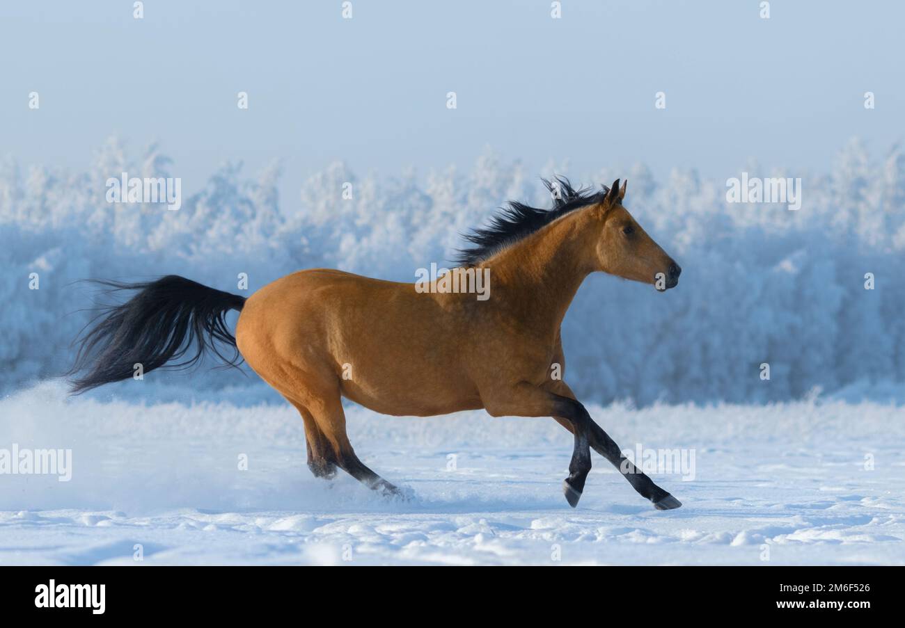 mustang sans châtaignier dans un champ enneigé. Vue latérale. Banque D'Images