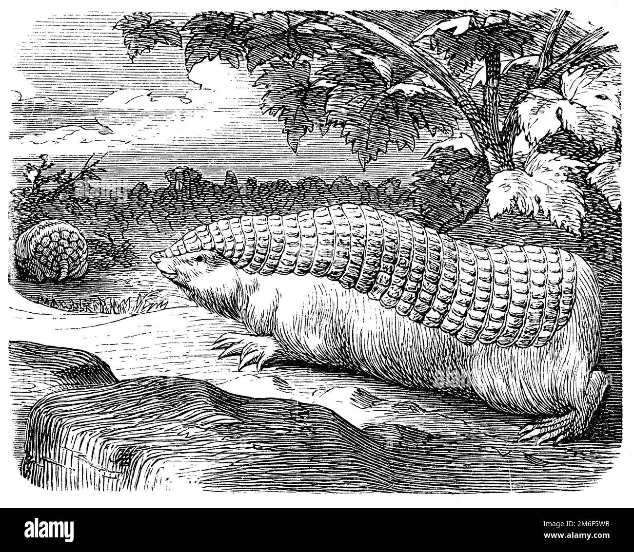 Petite fée armadillo;, Chlamyphorus truncatus, (encyclopédie, 1898), Gürtelmull, Pichiciego Banque D'Images