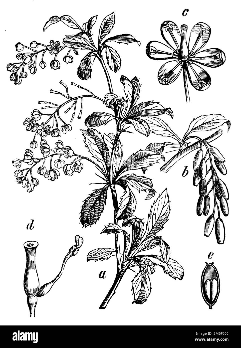 Barberry, une branche florale, b grappe de fruits, c flower, d pistil avec une étamine mobile, e berry en moyenne., Berberis vulgaris, (livre botanique, 1898), Berberitze, A Blütenzweig, b Fruchttraube, c Blüte, d Stempel mit einem beweglichen Staubgefäß, e Beere im Durchschnitt, Mûrier, commun, a rameau floral, b grape de fruits, c fleur, d pistil avec une étamine mobile, e baie en moyenne Banque D'Images