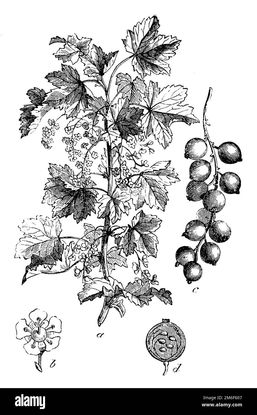 Branche à fleurs de Curranta rouge, b fleur, c grappe de fruits, Ribes rubrum, (livre botanique, 1898), Johannes, a blühender Zweig, b Blüte, c Fruchttraube, Groseille, Rouge: Groseille blanche, une branche fleurie, b fleur, c grappe de fruits Banque D'Images