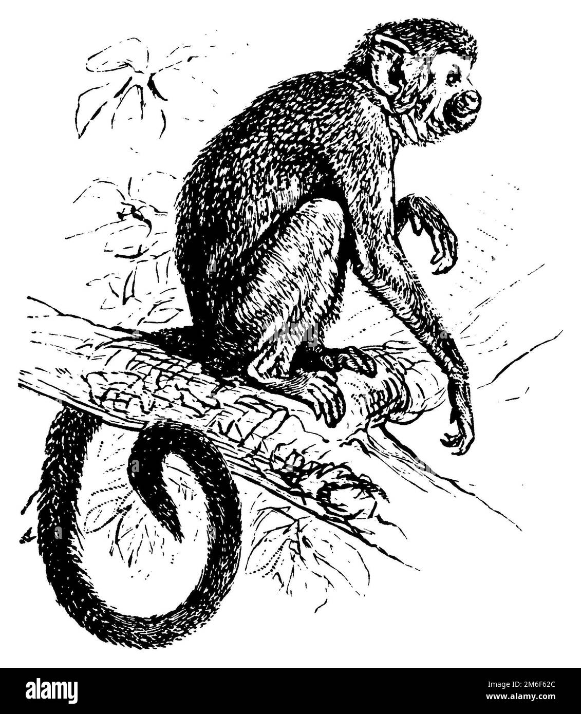 Saimiri sciurus, Saimiri sciurus, (encyclopédie, 1888), Gewöhnlicher Totenkopfaffe, Saïmiri commun Banque D'Images