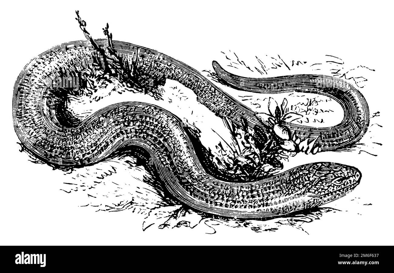 Ver lent, Anguis fragilis, E Hofmann XA (encyclopédie, 1889), Blindschleiche, orvet fragile Banque D'Images