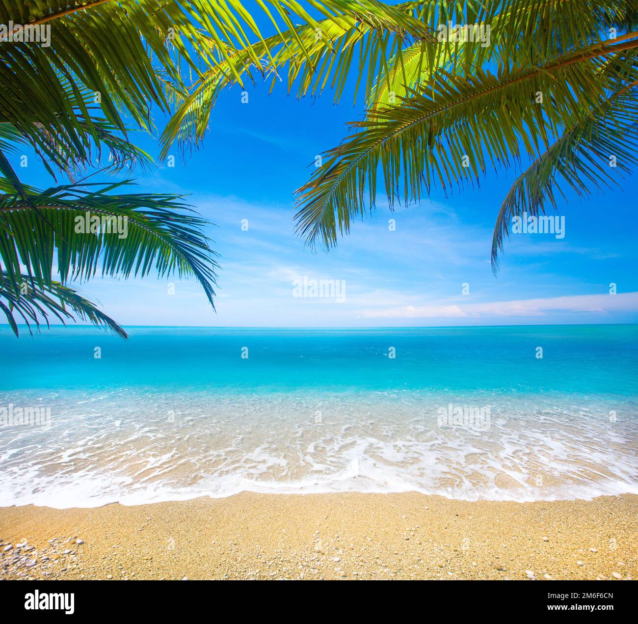 Plage tropicale avec cocotier Banque D'Images