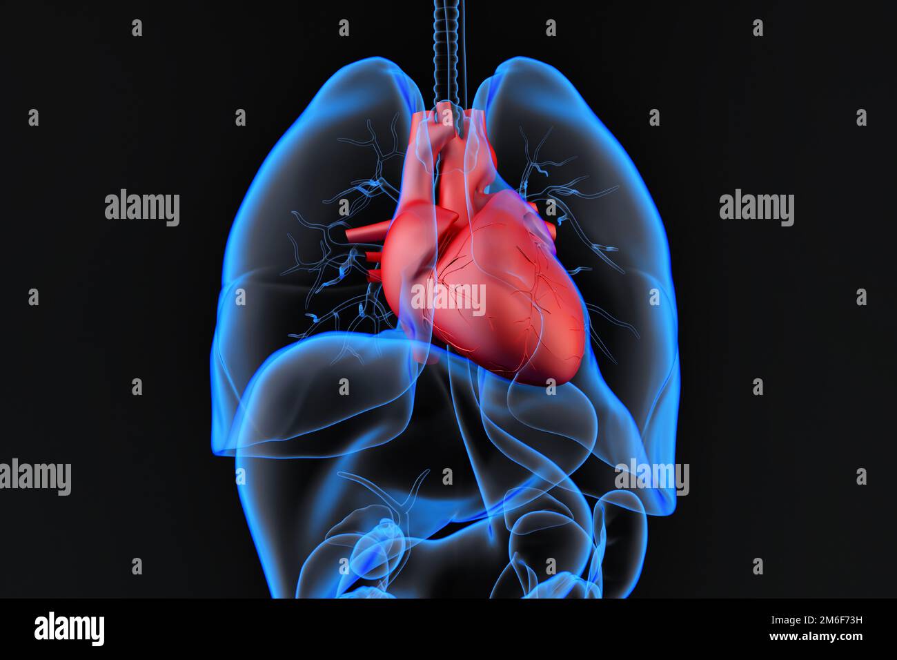 Organes internes humains avec coeur en surbrillance. 3D rendu Banque D'Images