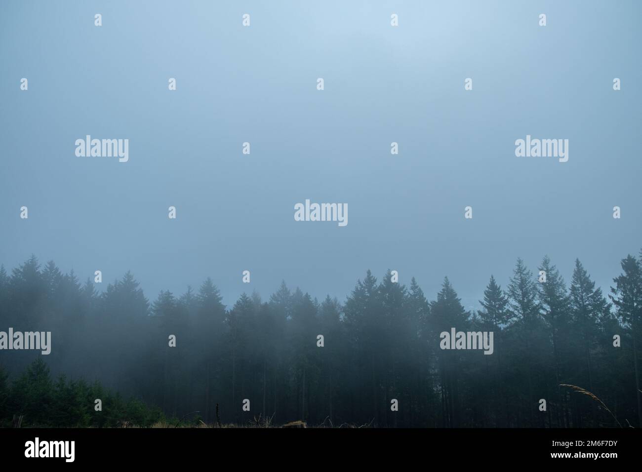 Marcher à travers la forêt en Allemagne en automne Banque D'Images