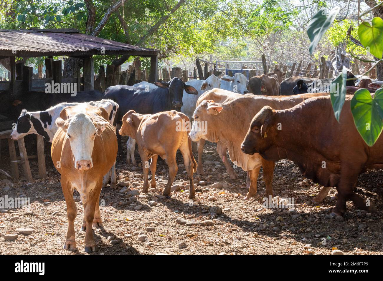 Panama Veladero, bétail dans le corral d'une ferme Banque D'Images