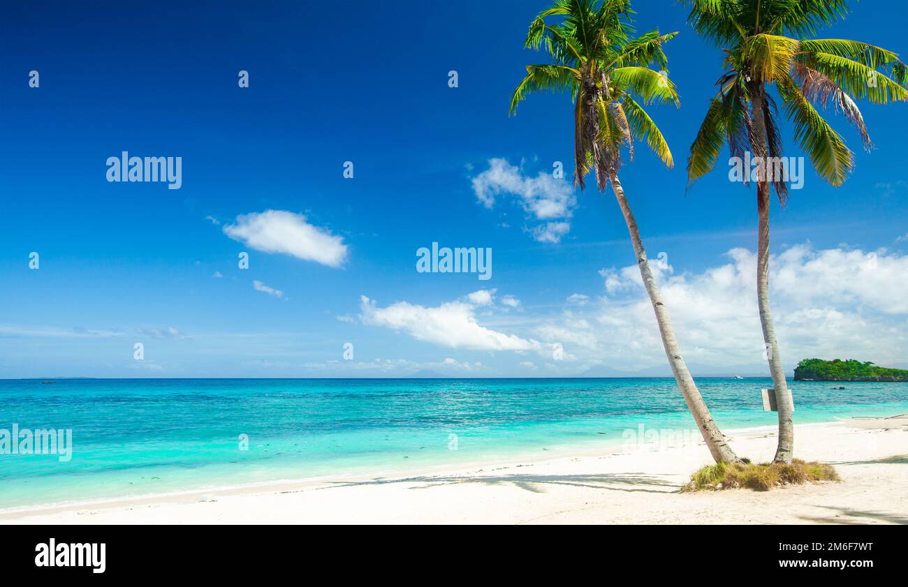 Plage tropicale panoramique avec noix de coco Banque D'Images