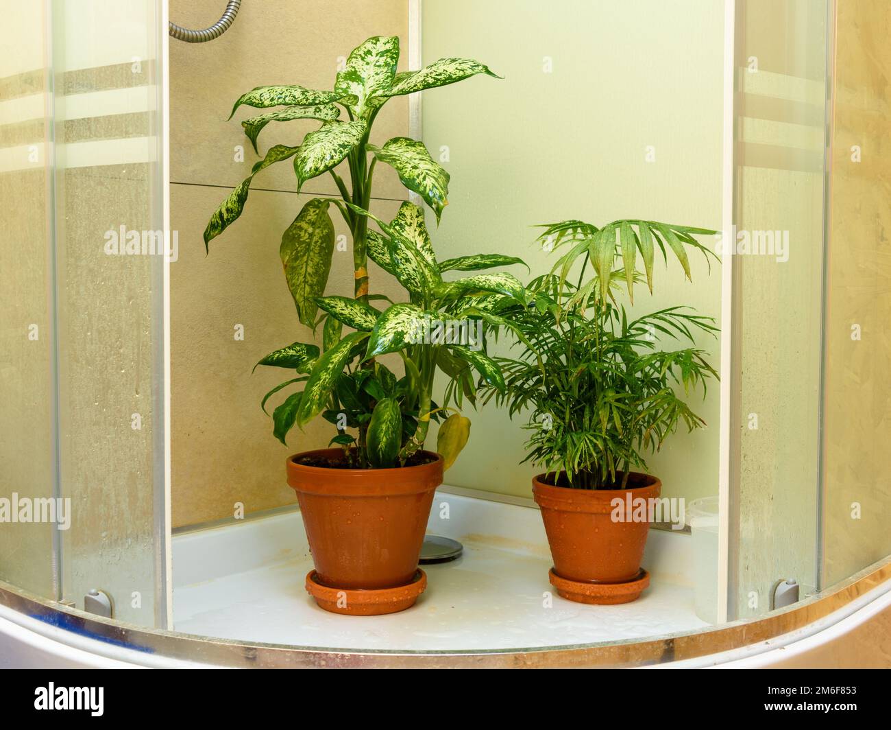 Des fleurs intérieures se tiennent dans une cabine de douche après le lavage de feuilles de poussière Banque D'Images