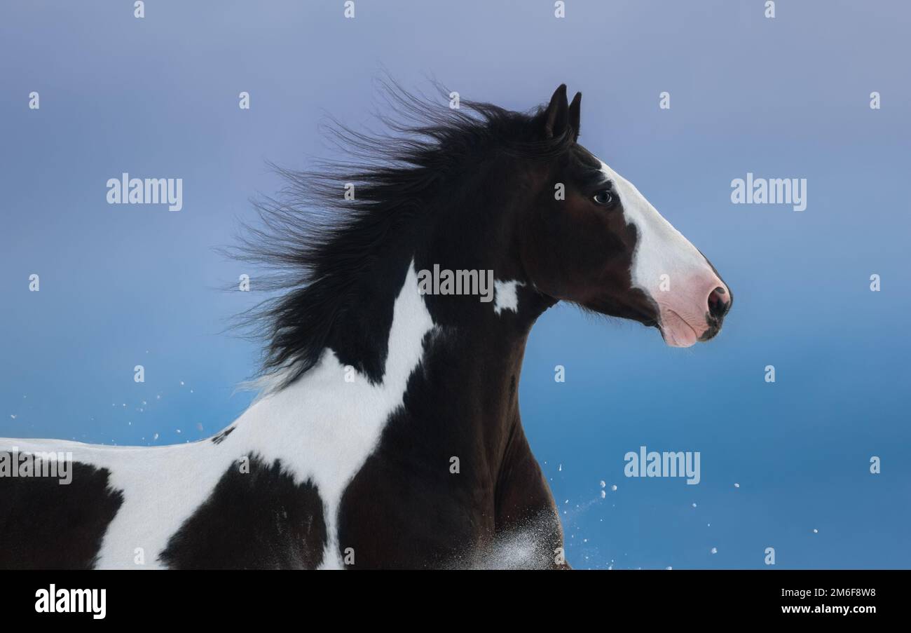 Portrait d'American Paint Horse sur fond bleu foncé. Vue latérale. Gros plan. Banque D'Images