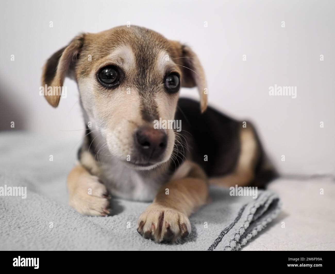 Portrait d'un petit chiot allongé à la maison Banque D'Images