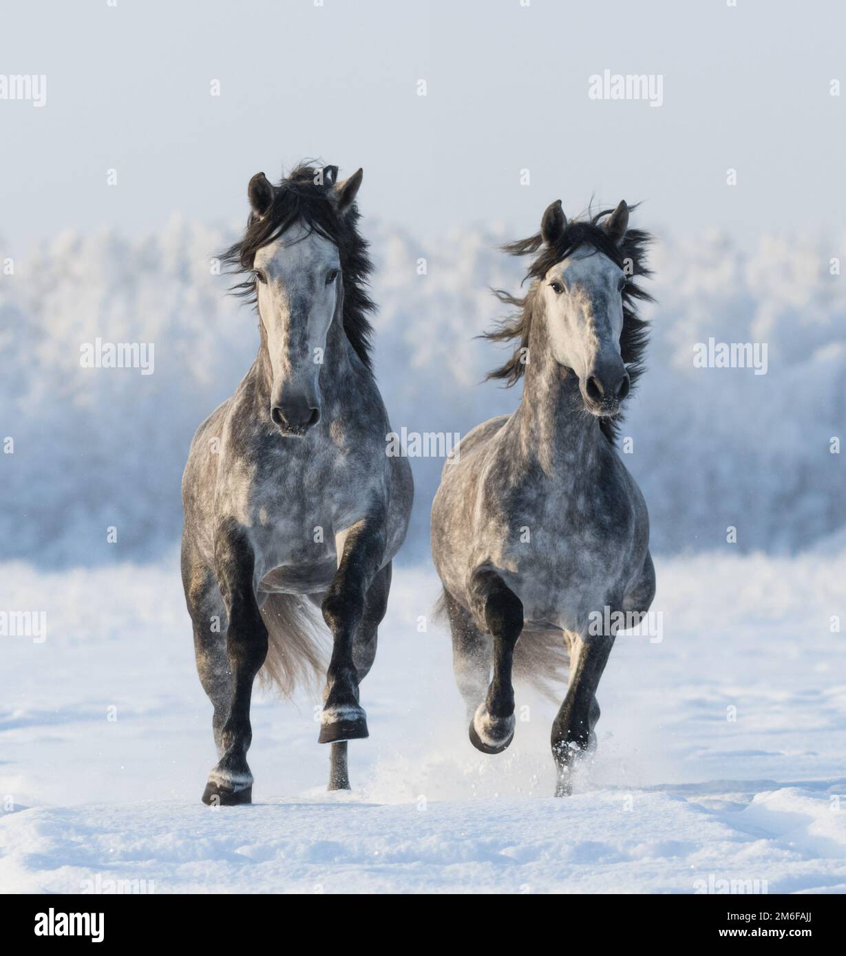 Deux chevaux andalous au galop. Cheval de gauche sont au centre de l'attention. Banque D'Images
