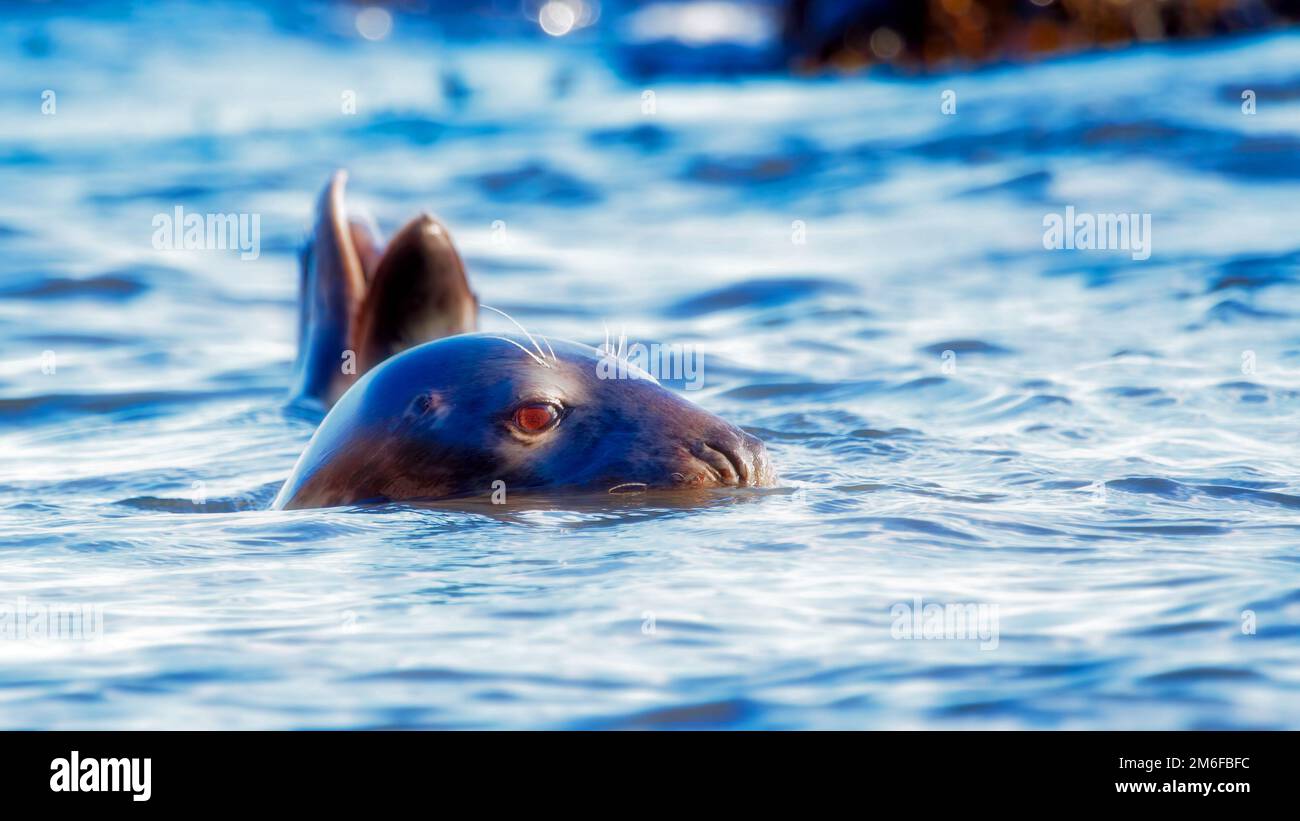 Phoque gris nageant dans la mer Banque D'Images