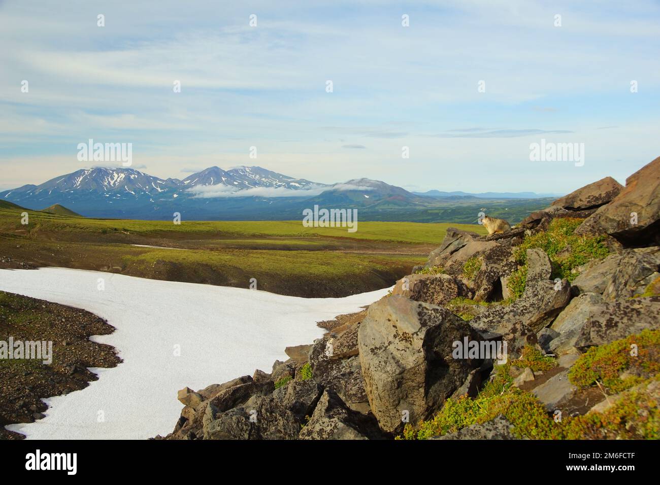 Gopher sur une pierre contre le ciel bleu et matin ensoleillé d'été à Kamchatka Banque D'Images
