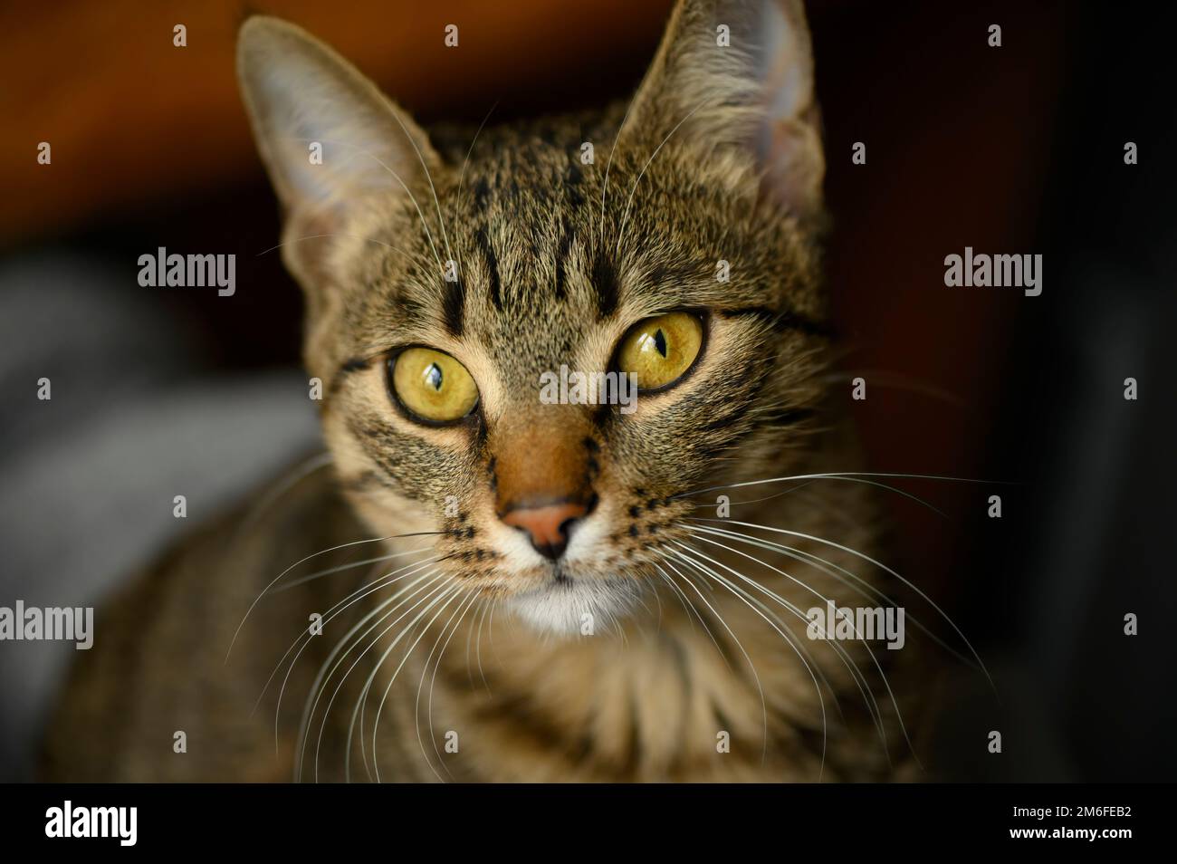 Visage de jeune chat à air court européen Banque D'Images