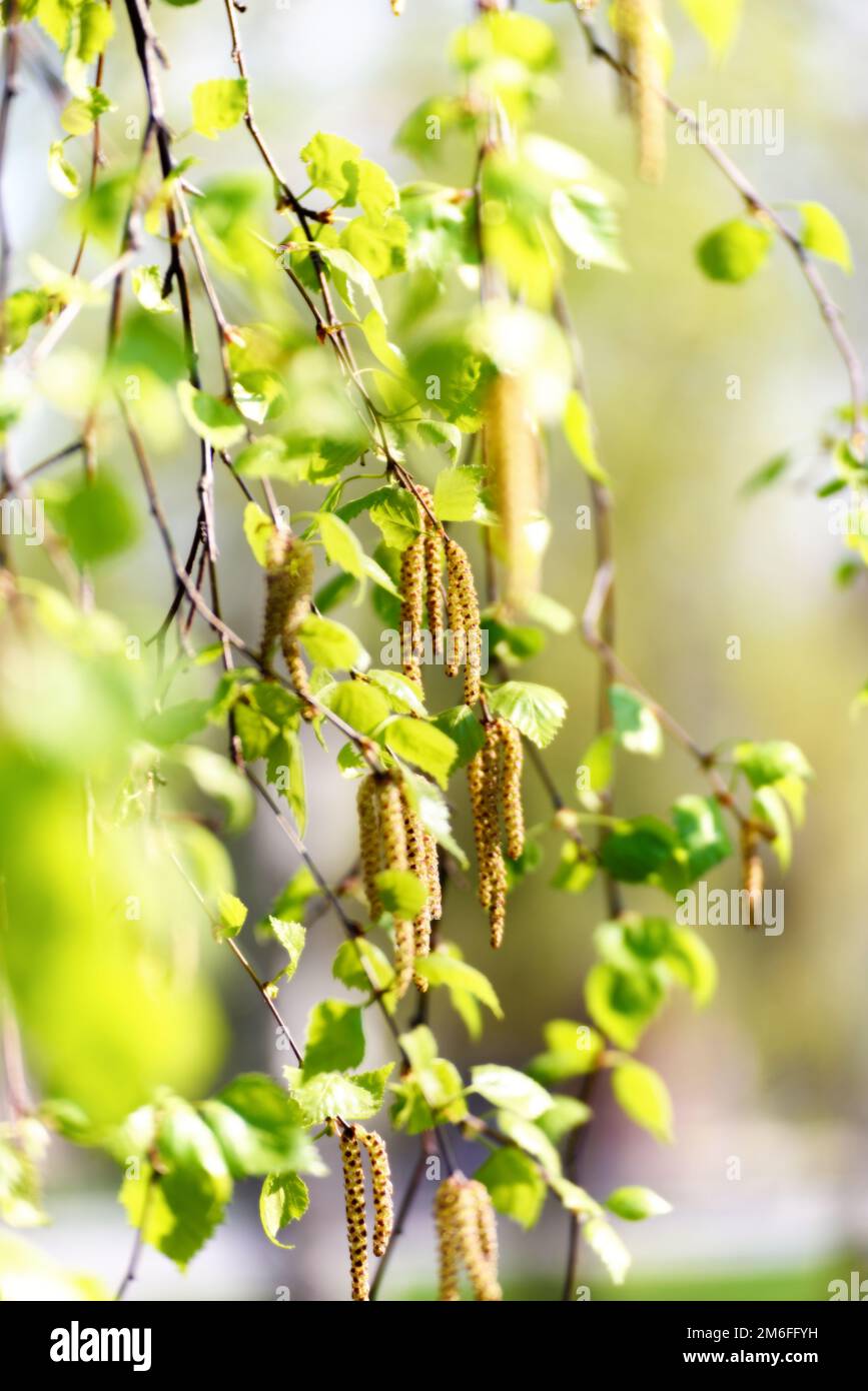 Branches de bouleau avec feuillage et chatons Banque D'Images