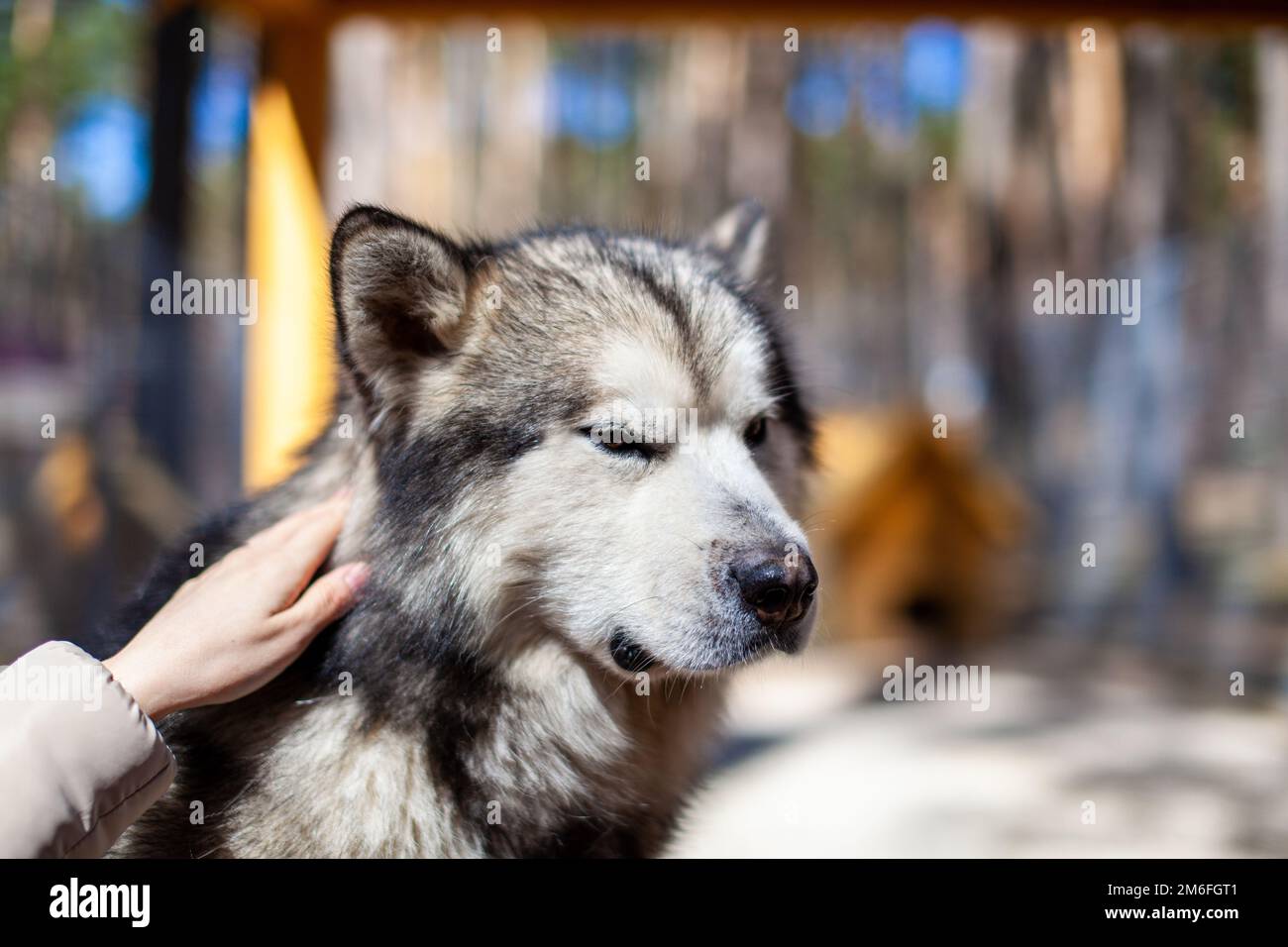 Un beau et gentil berger de Malamute d'Alaska est assis dans un boîtier Banque D'Images