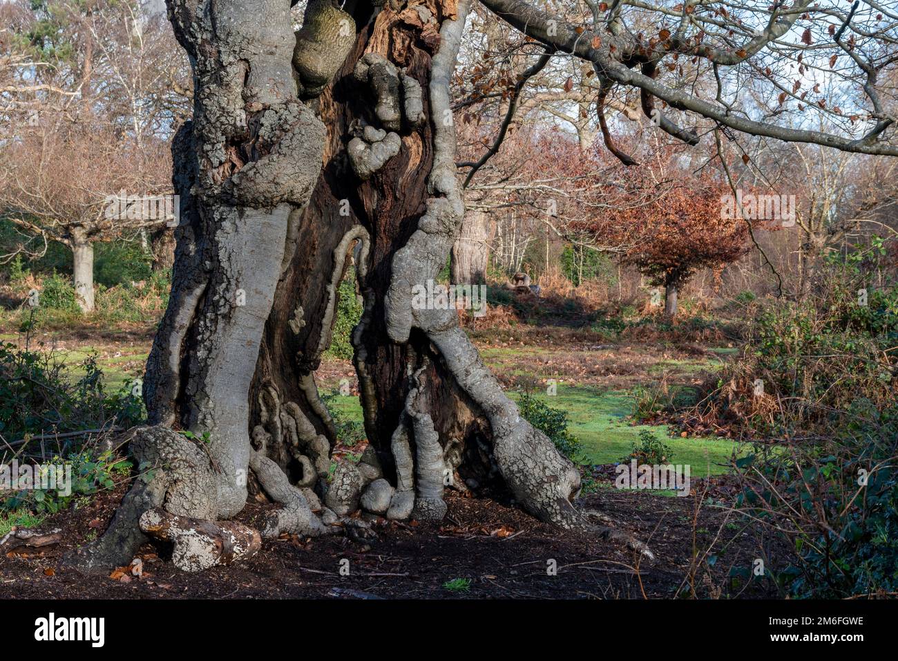 Un arbre ancien avec un tronc creux encore vivant et croissant Banque D'Images