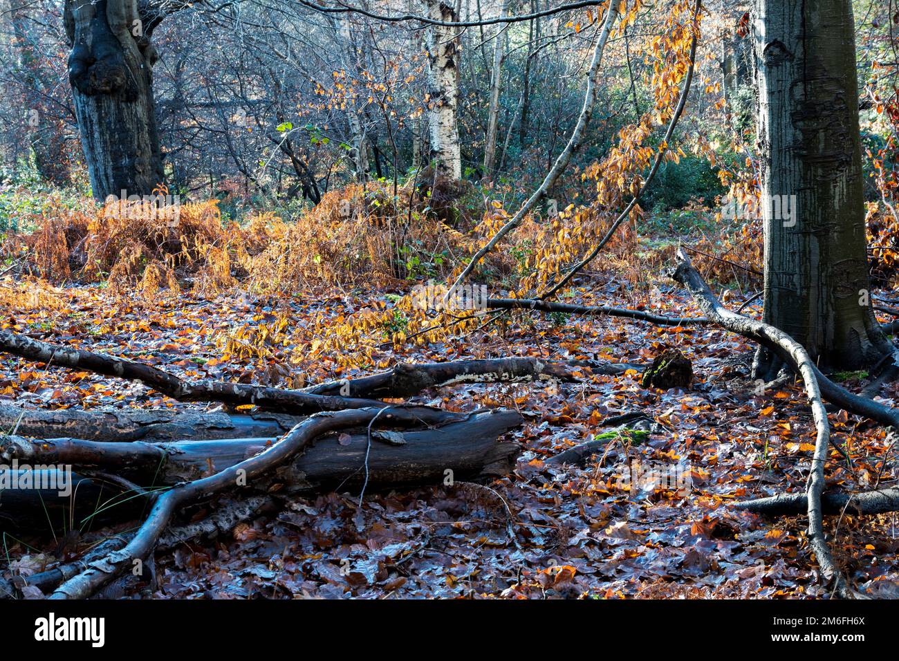 Scène des bois au soleil Banque D'Images