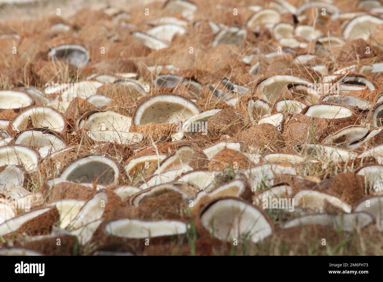 noix de coco qui ont été fractionnées, séchées au soleil puis séparées de la coquille pour être utilisées comme coprah comme ingrédient pour faire de l'huile de coco. Banque D'Images