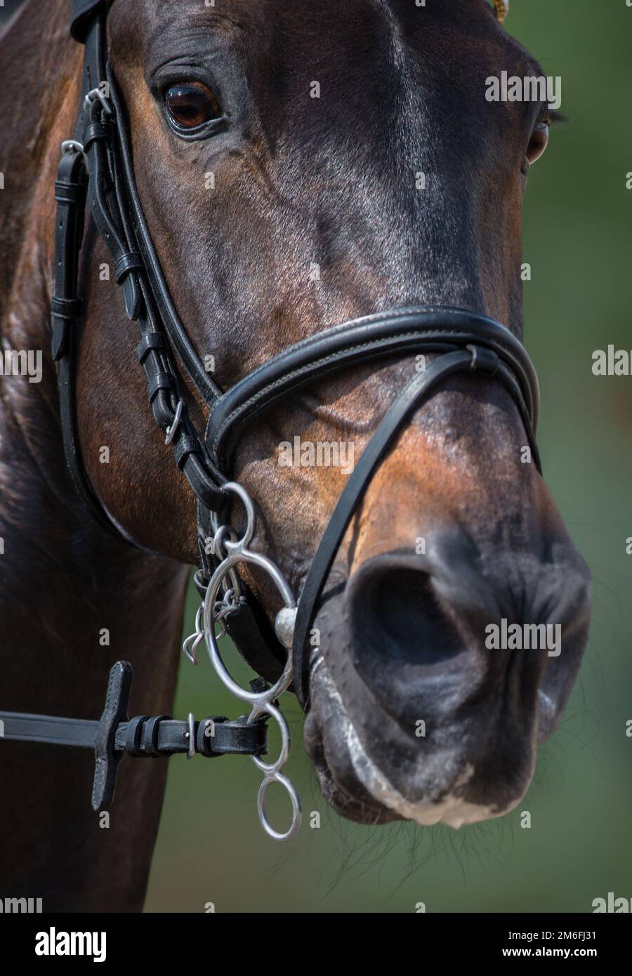 Portrait de cheval de sport à pelham bridle avec flash noseband. Banque D'Images