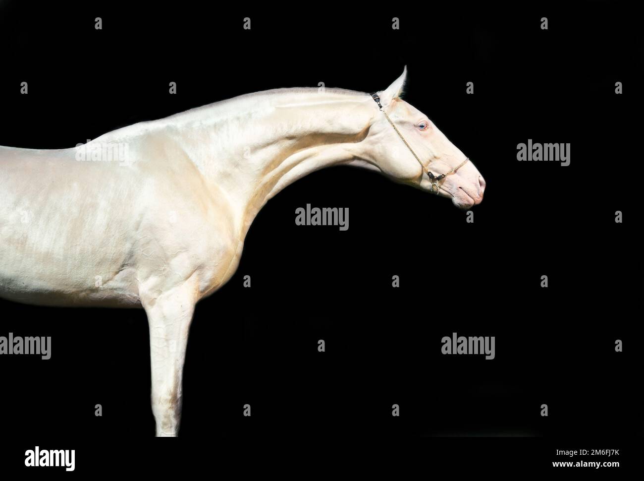 Portrait de la belle creamello purebred akhalteke jeune étalon sur fond noir. Banque D'Images