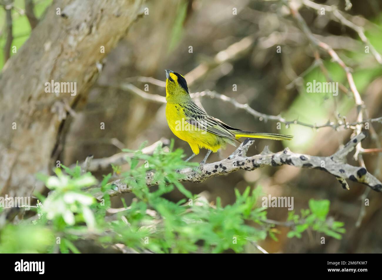 Gubernatrix cristata,cardinal jaune,en danger d'extinction.Argentine Banque D'Images