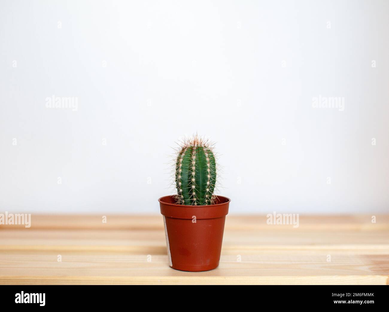 Un petit cactus dans une marmite sur une table en bois. Décoration intérieure Banque D'Images