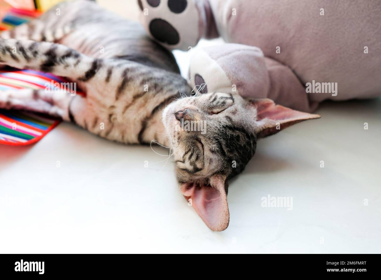 Le chaton a un sommeil doux sur le rebord de la fenêtre. Tabby cornish rex Banque D'Images