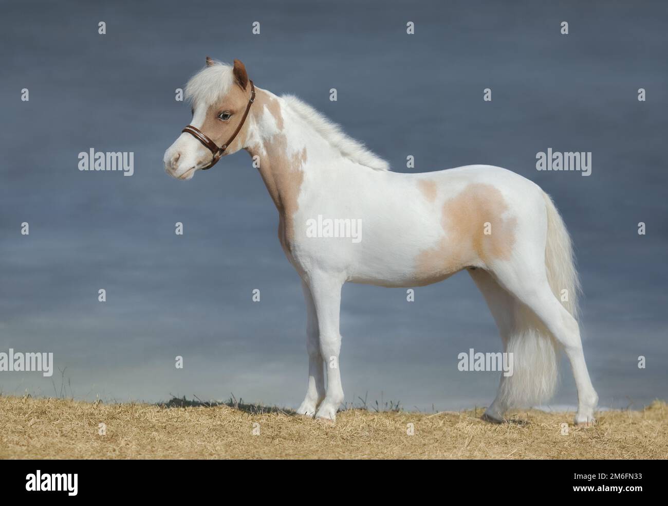 Peindre le cheval miniature américain sur fond de nature. Vue latérale. Banque D'Images