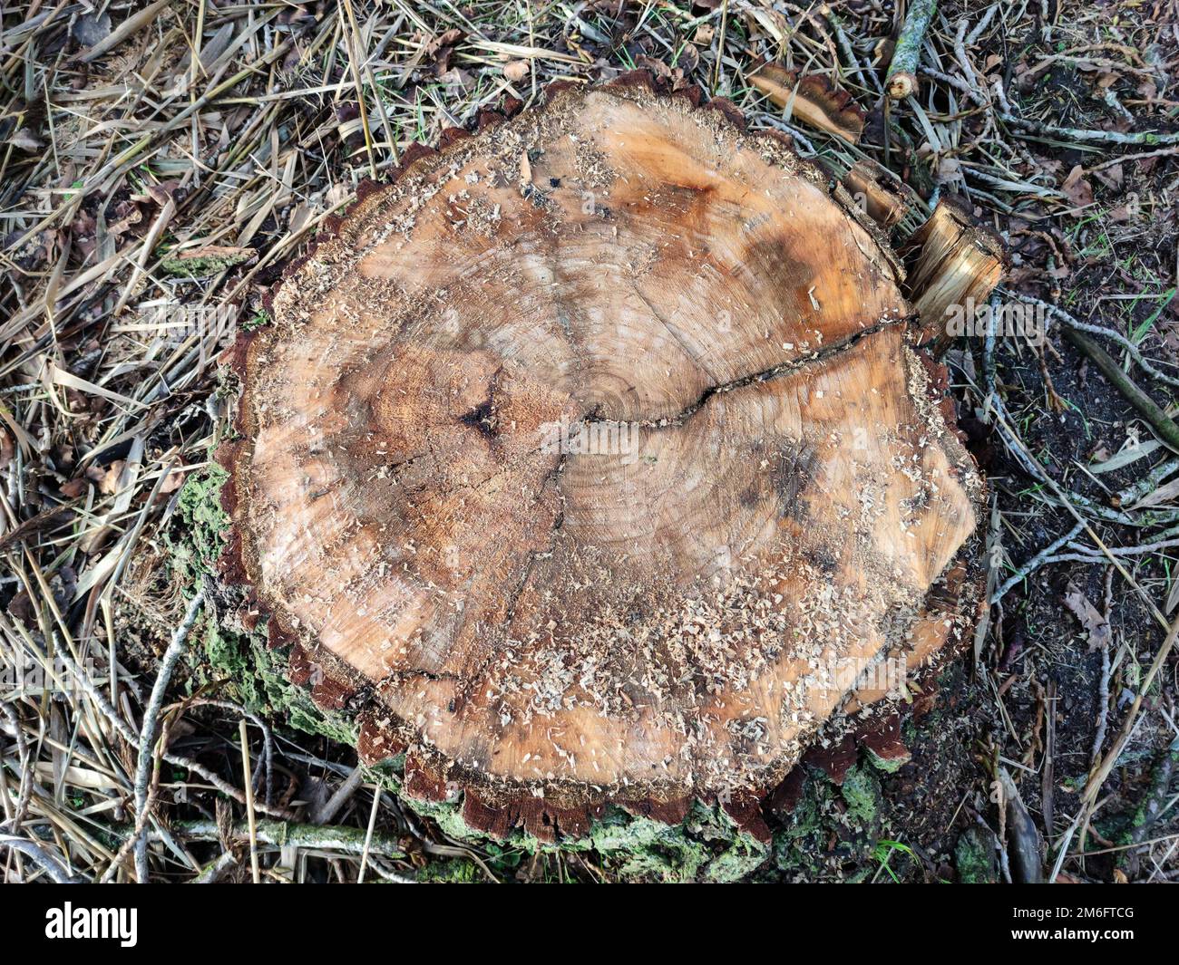 Coupe transversale d'un tronc d'arbre fraîchement scié dont les anneaux de croissance annuels sont clairement visibles Banque D'Images