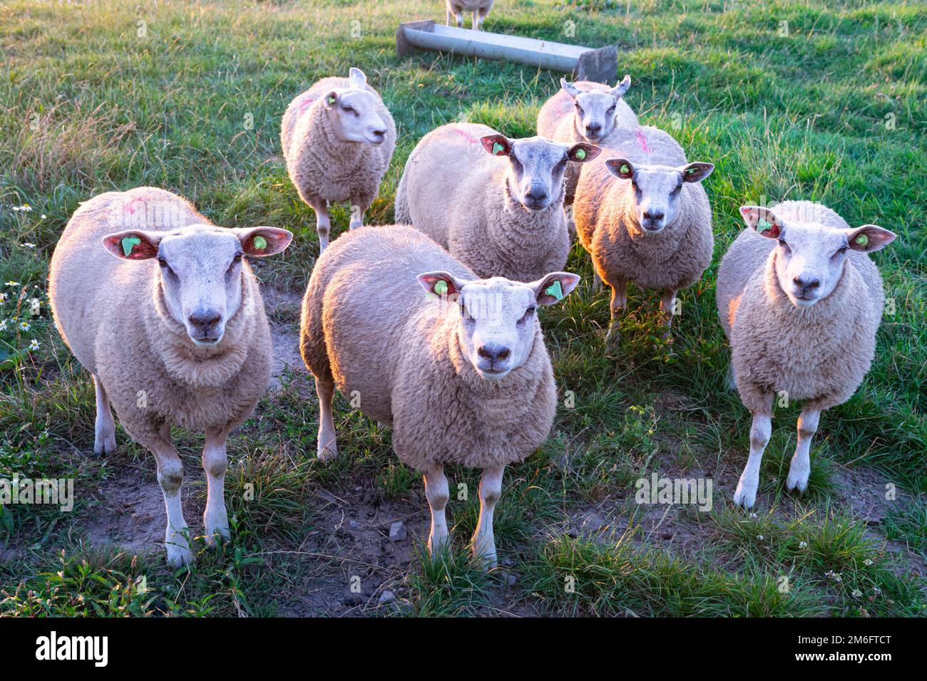 Petit groupe de moutons regardant curieusement Banque D'Images