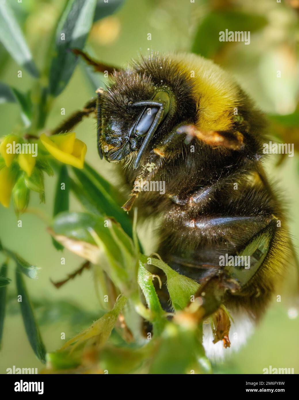 Bourdon sur une fleur Banque D'Images