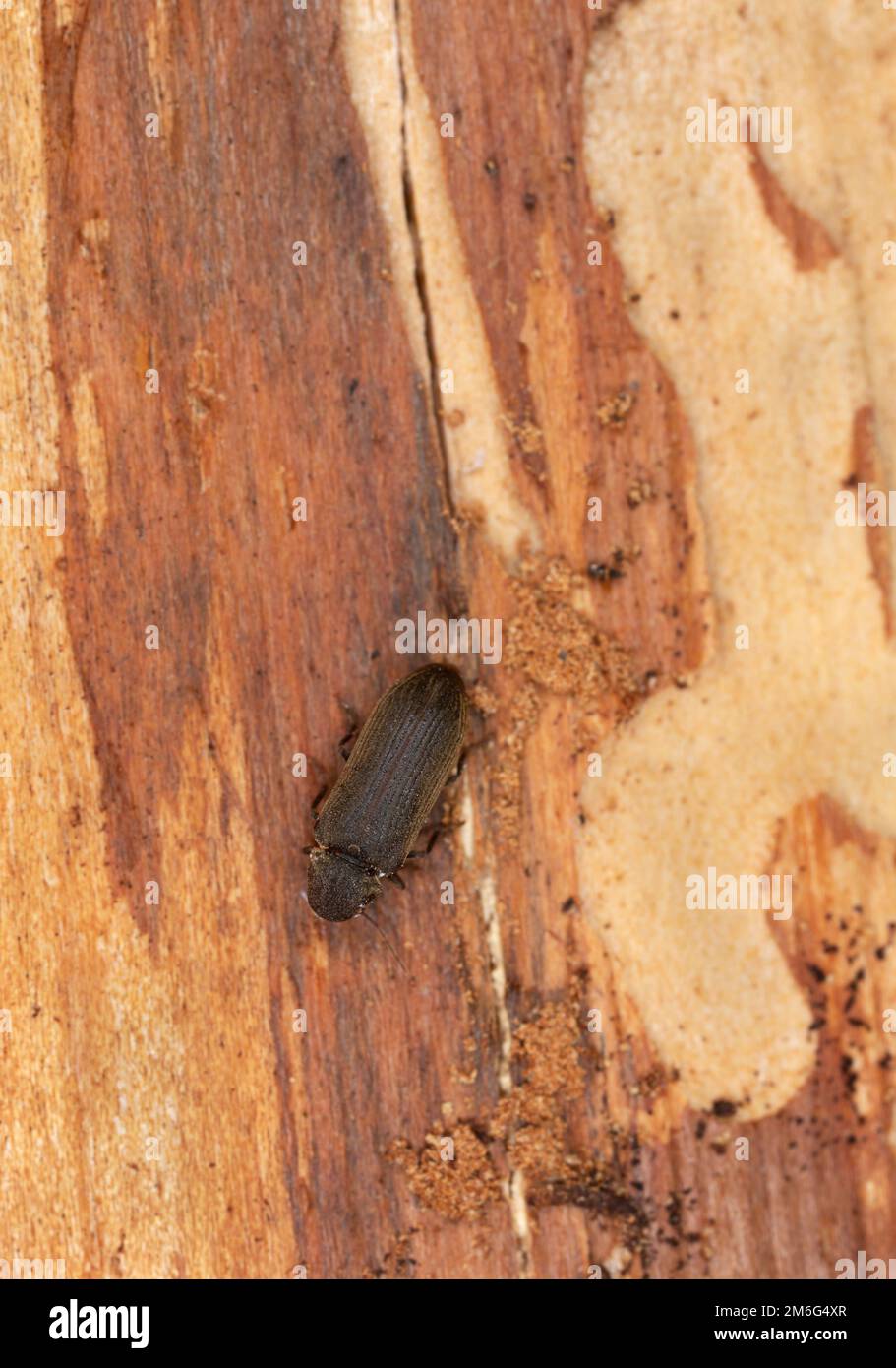 Cacotemnus thomsoni sur bois de sapin, photo de gros plan Banque D'Images