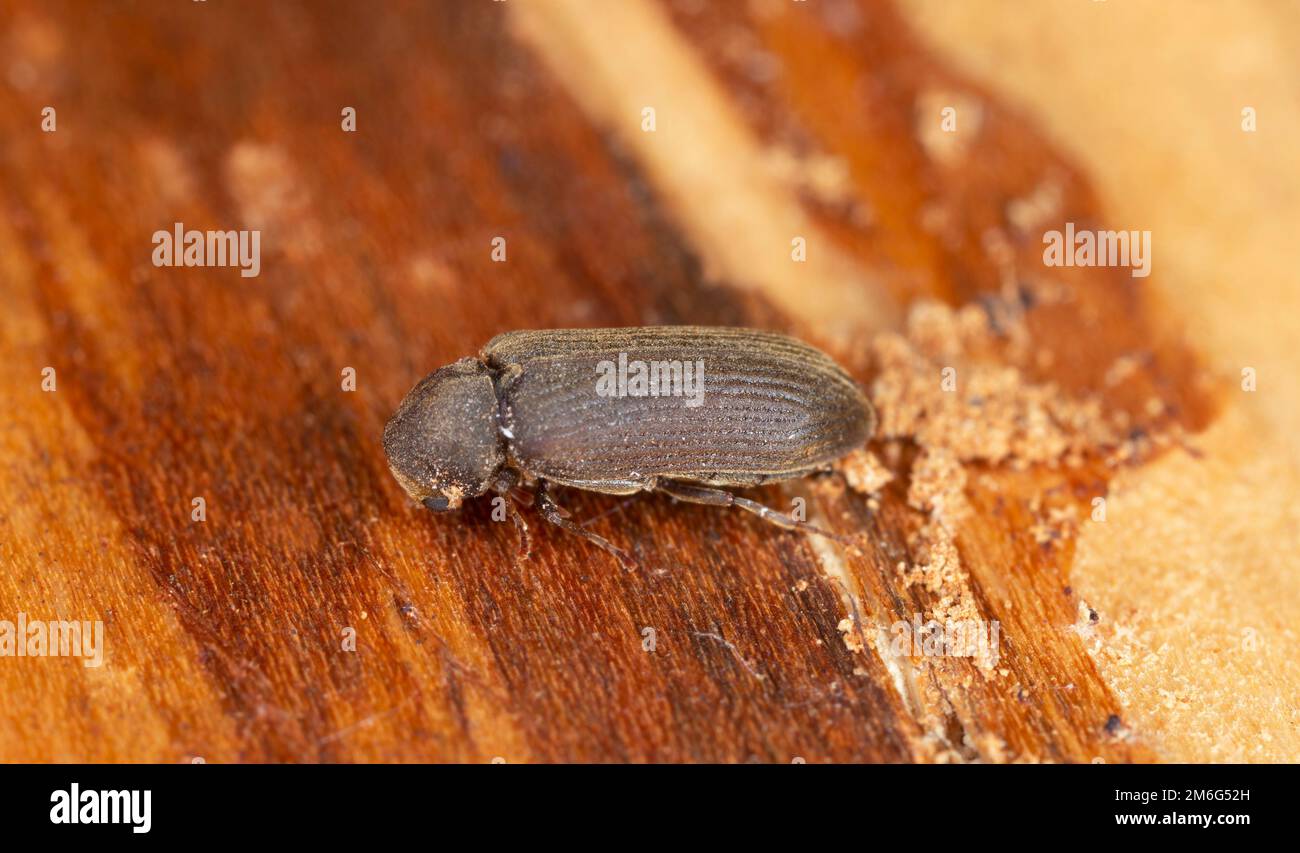 Cacotemnus thomsoni sur bois de sapin, macro photo Banque D'Images