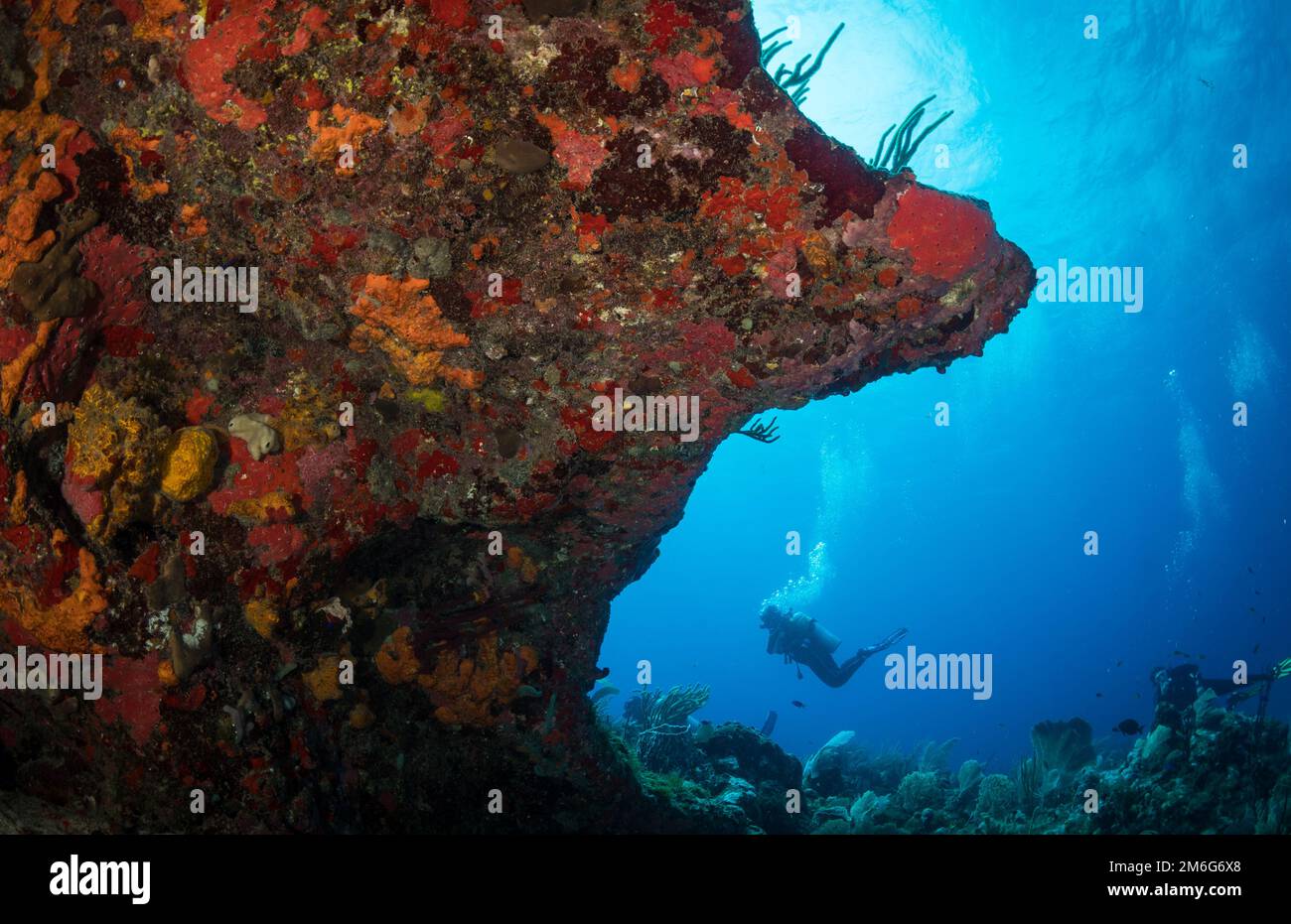 Paysage sous-marin au large de l'île hollandaise des Caraïbes de Saint Eustache Banque D'Images