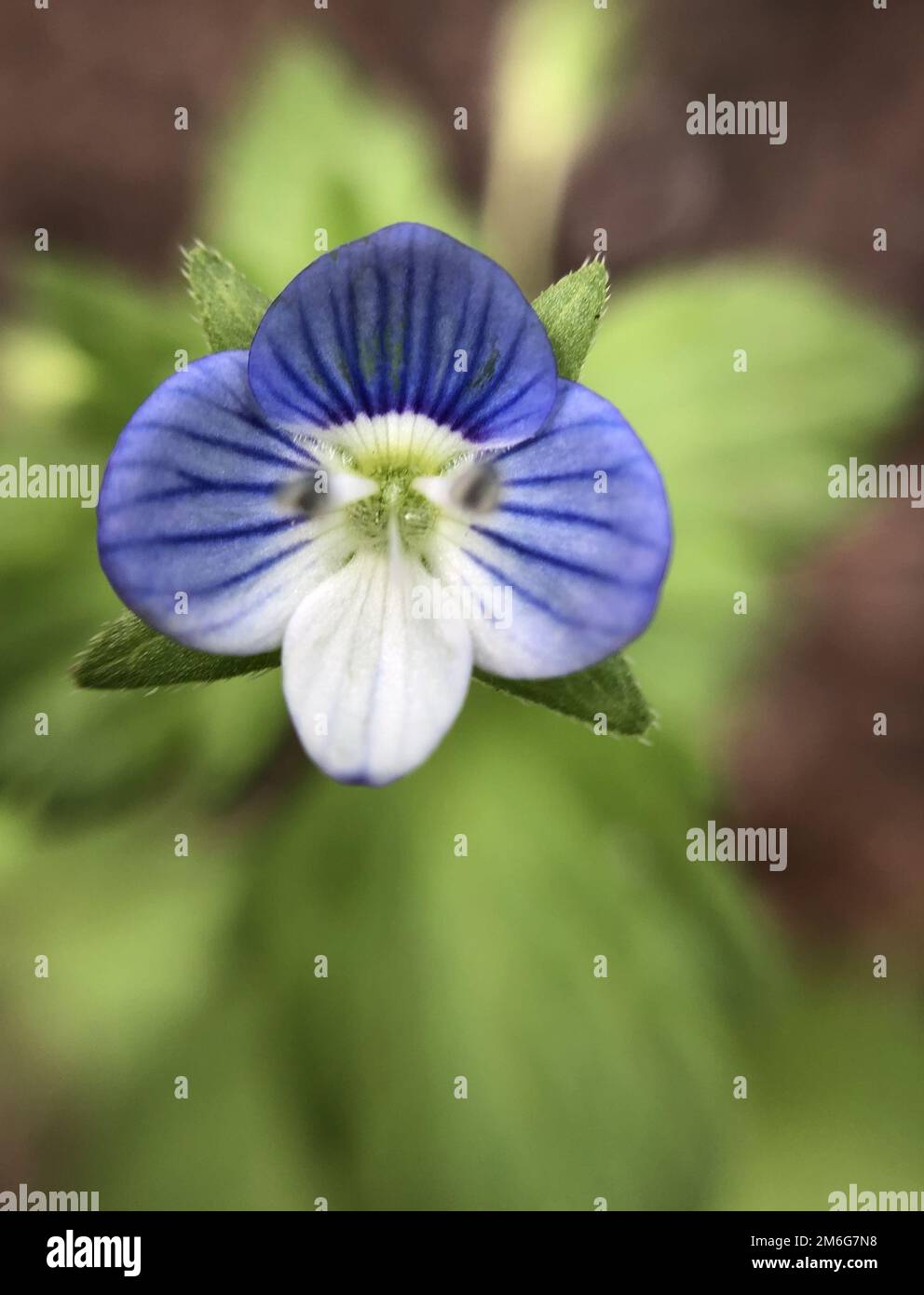 Photo macro avec un gros plan d'une fleur Banque D'Images