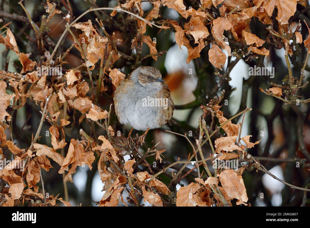 Dunnock / Bruant de haies (Prunella modularis) avec plumage gonflé contre le froid et mise à l'abri en hêtres haies entourant le jardin en hiver. Banque D'Images