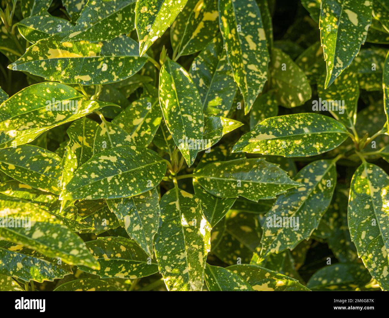 Le Laurier japonais 'Crotonifolia', communément appelé Laurel tacheté qui pousse dans un jardin britannique. Banque D'Images