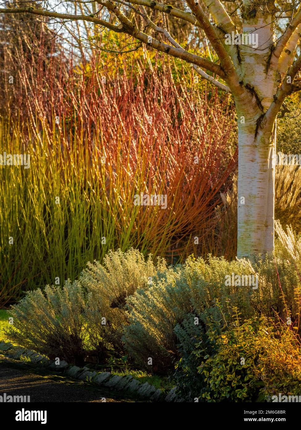 Tronc blanc d'un bouleau argenté avec des tiges de cornus jaunes et rouges en arrière-plan, dans un jardin britannique en hiver. Banque D'Images