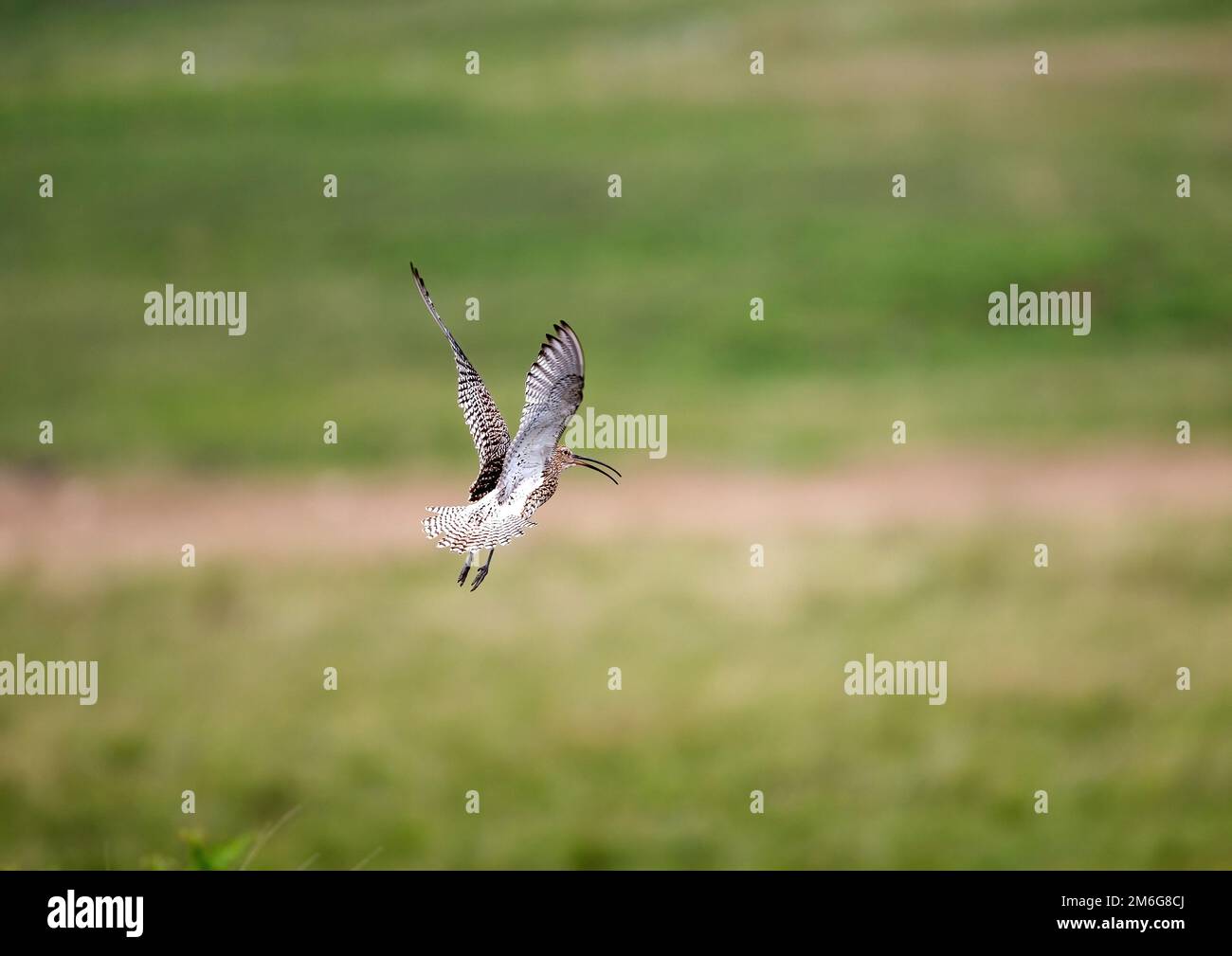 Curlew (Numenius arquata) en vol Banque D'Images