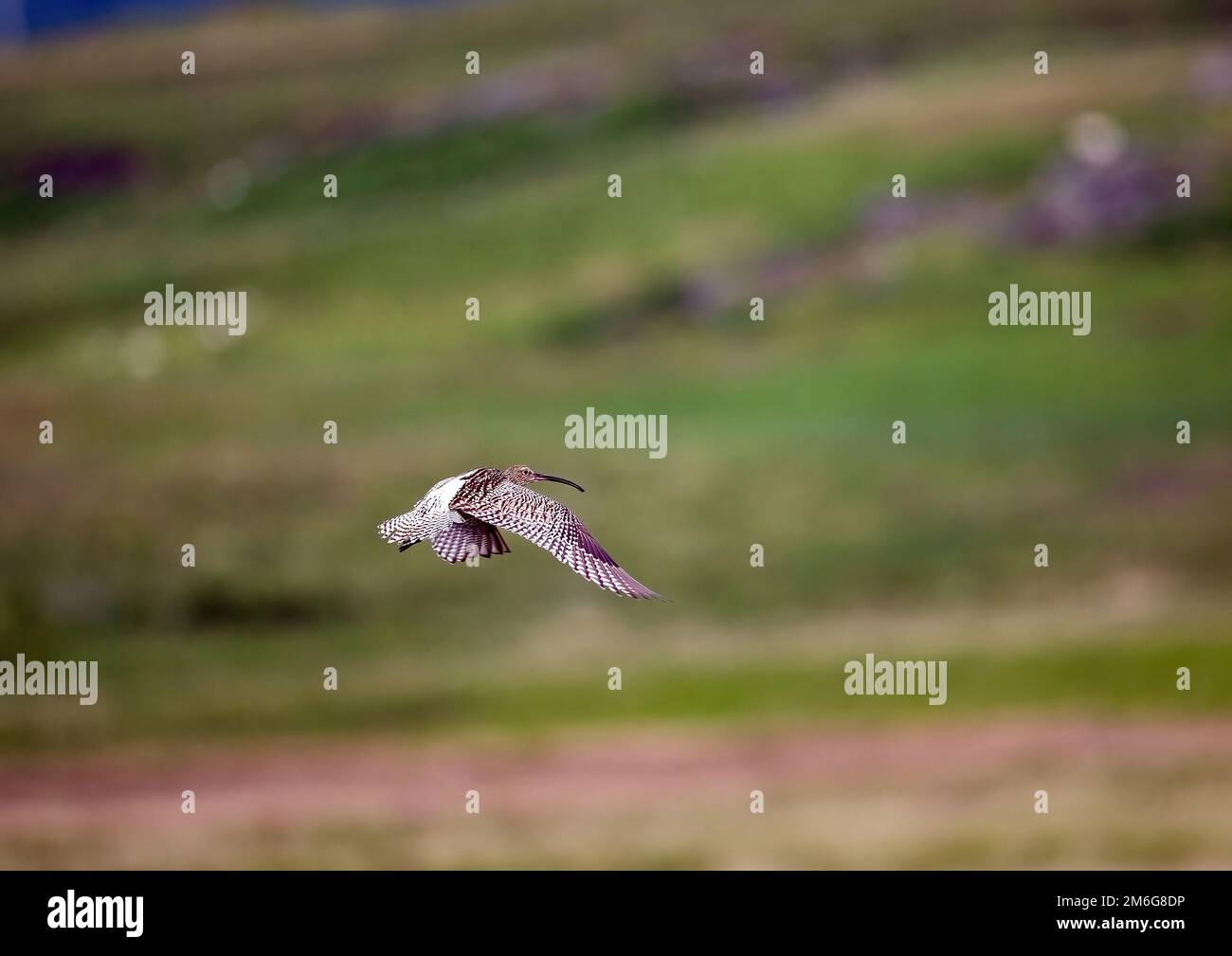 Curlew (Numenius arquata) en vol Banque D'Images