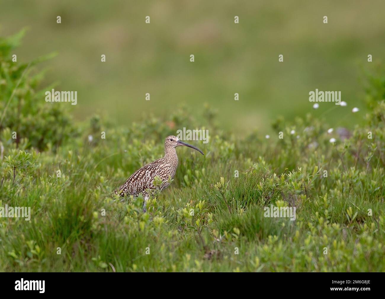 Courlis (Numenius arquata) dans l'herbe Banque D'Images