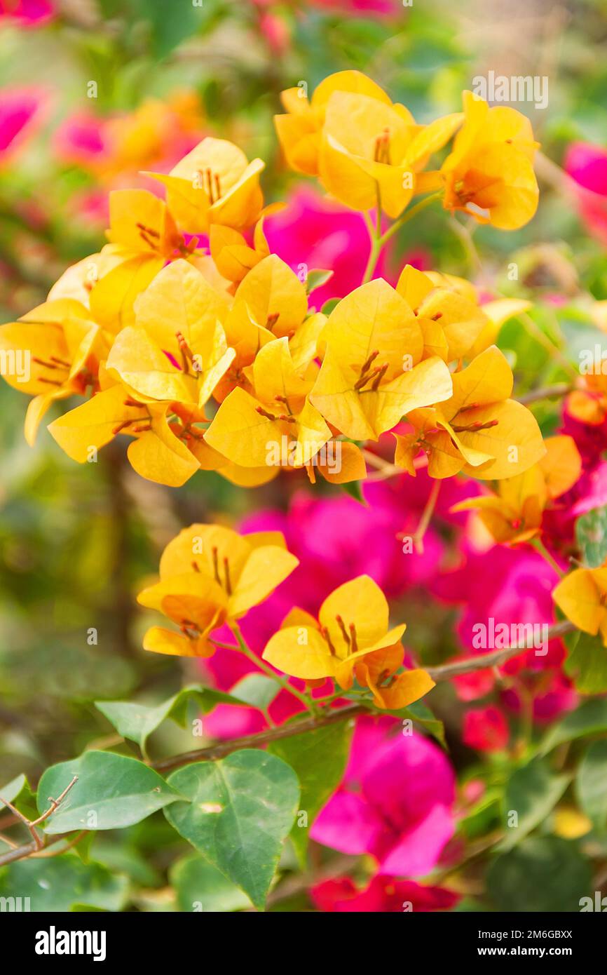 Fleurs rouges de bougainvilliers Banque D'Images