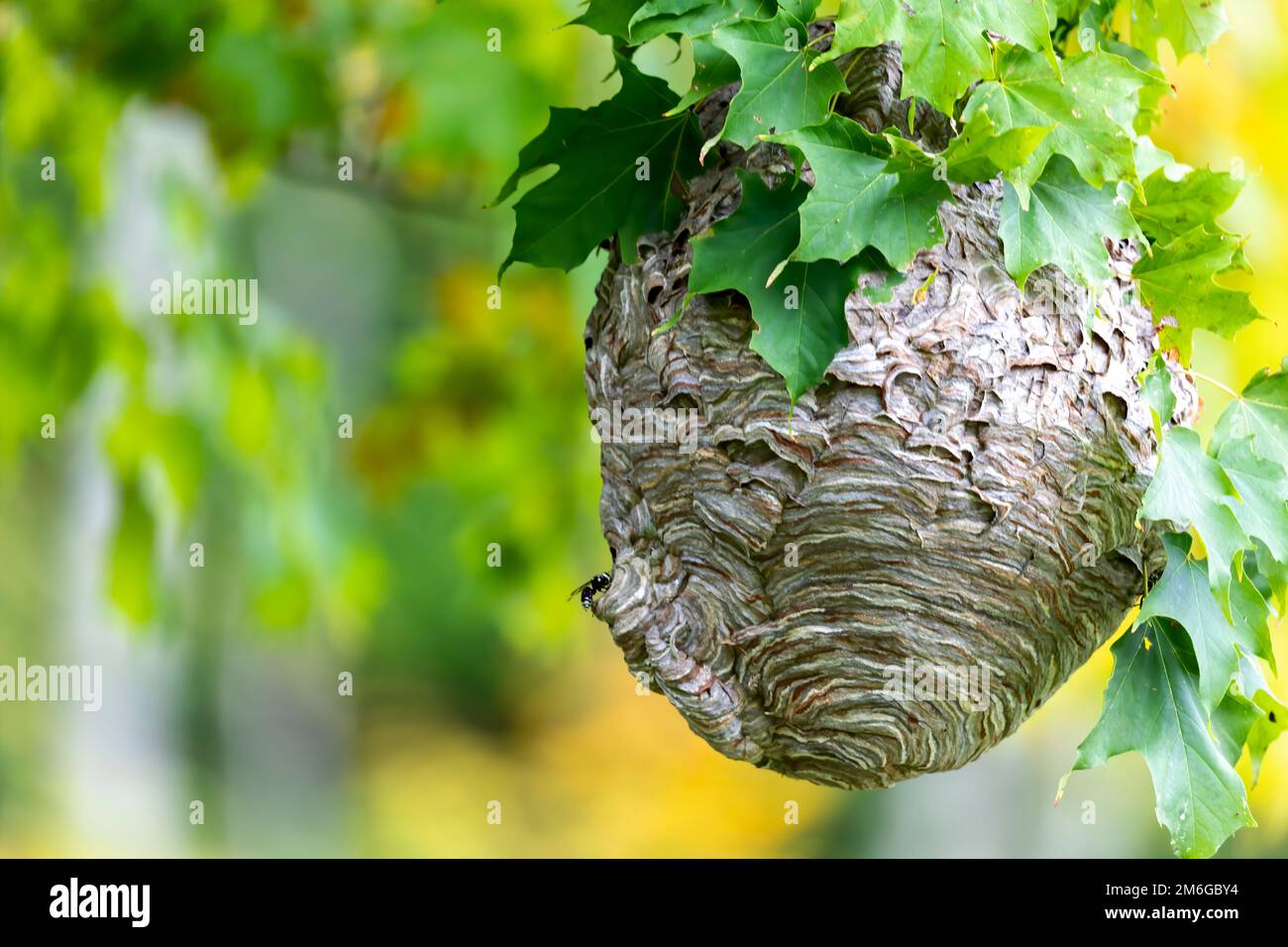 hornet à tête chauve ( Dolichovespula maculata ) Banque D'Images
