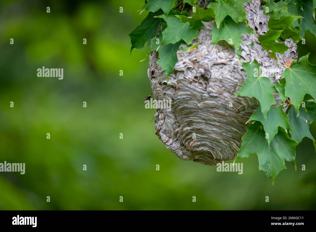 hornet à tête chauve ( Dolichovespula maculata ) Banque D'Images