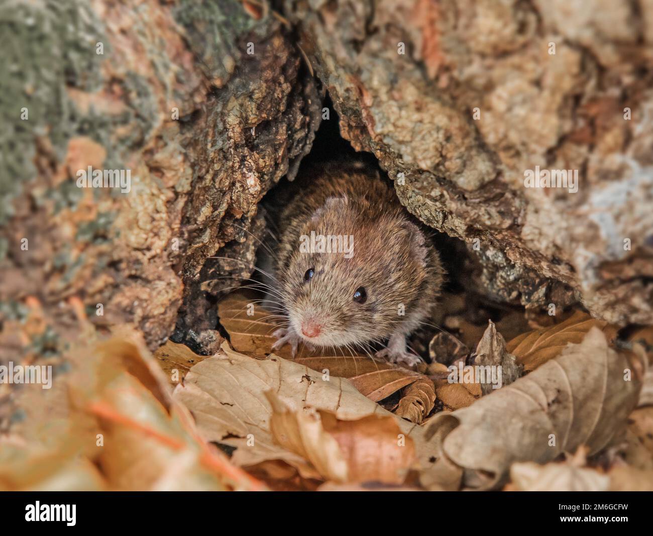 Vole à dos rouge « Clethrionomys glareolus » Banque D'Images