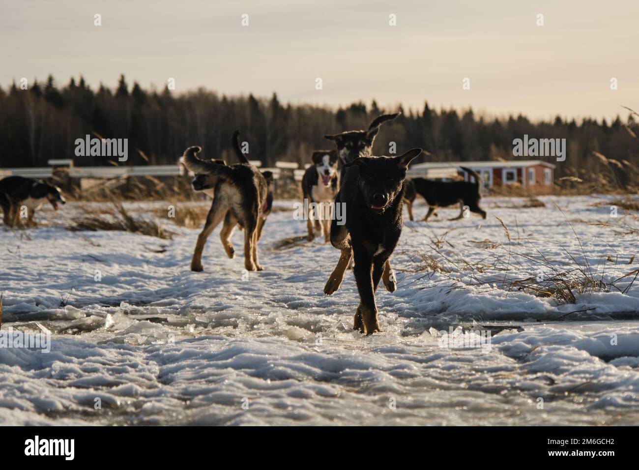 Les chiots de l'Alaska, la même portée, traversent la neige dans le champ le jour hivernal ensoleillé et glacial. Cage pour chiens de traîneau à l'extérieur. Vue avant. Courez au-dessus de la flaque. Jeune Banque D'Images