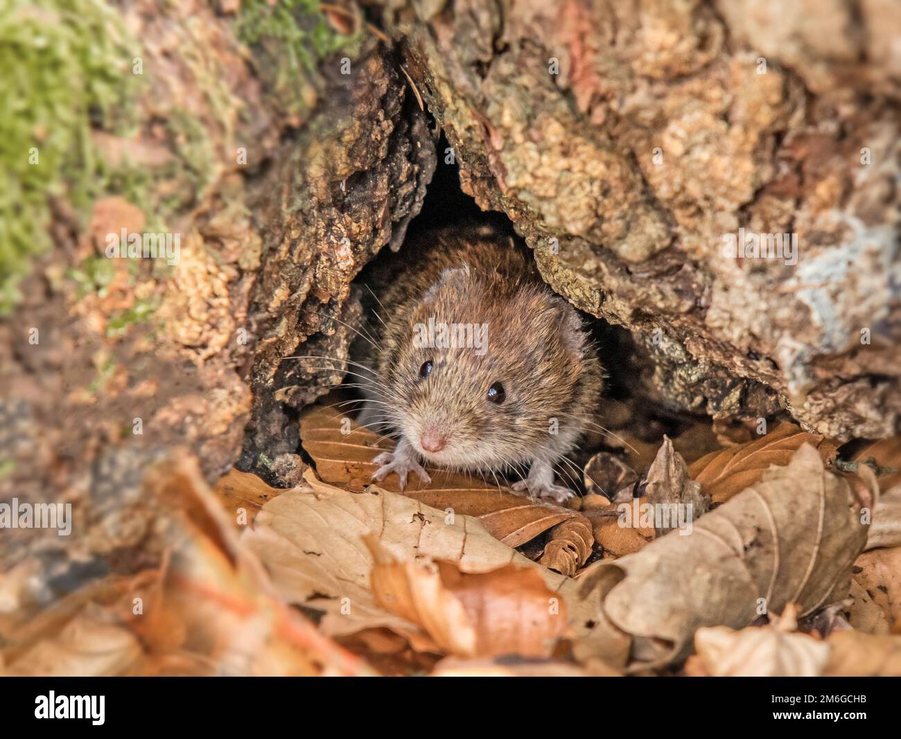 Vole à dos rouge « Clethrionomys glareolus » Banque D'Images