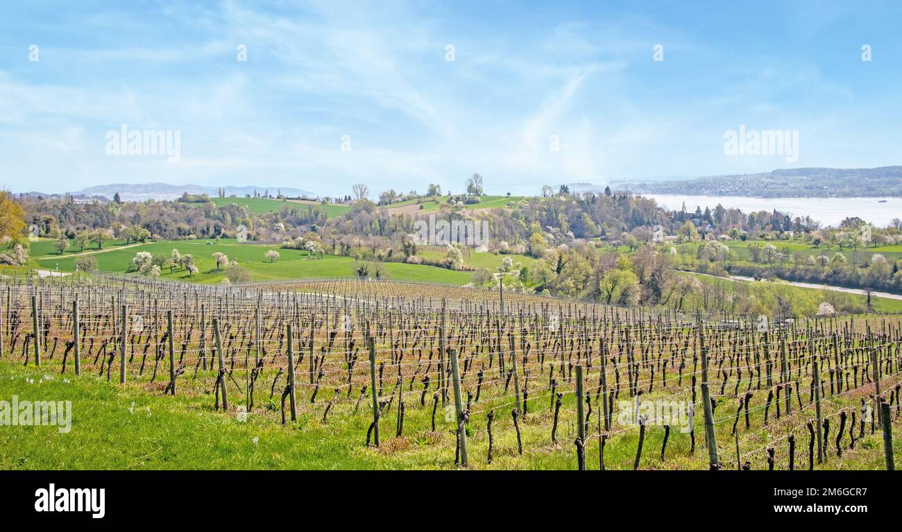 Vignoble près de Ãœberlingen sur le lac de Constance Banque D'Images